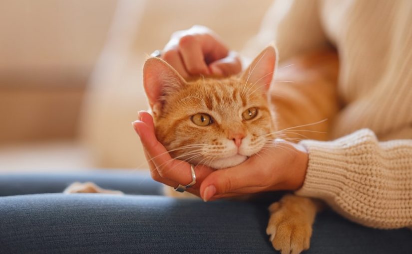 Best Allergy Meds for Cat Allergies