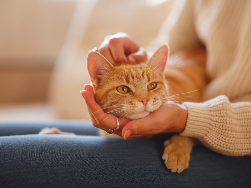 Otc allergy meds for cats deals