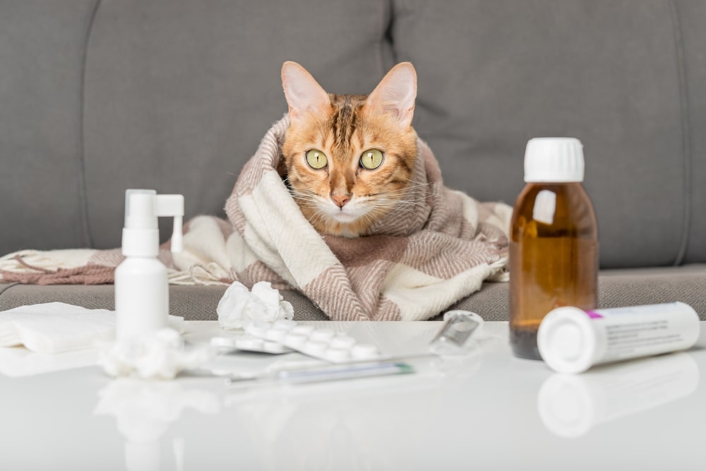Best Allergy Meds for Cat Allergies
