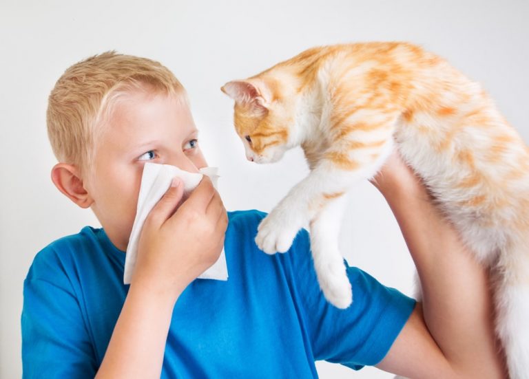Best Allergy Meds For Cat Allergies What Are They?