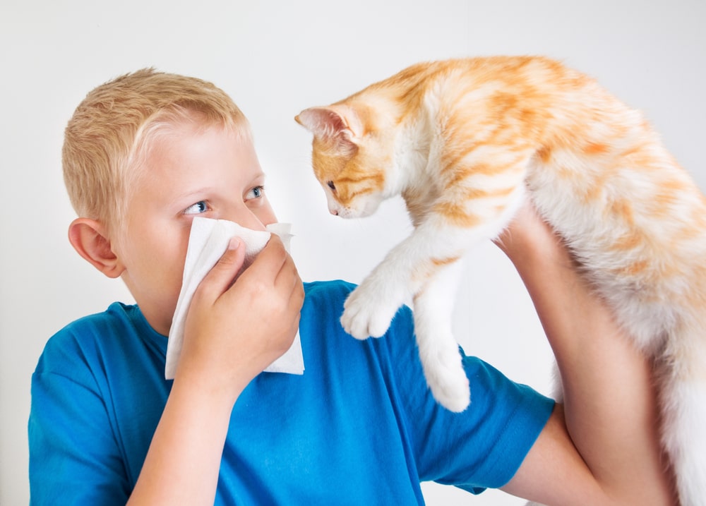 Symptoms of allergies in cats