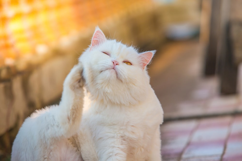 What causes cat allergies?
